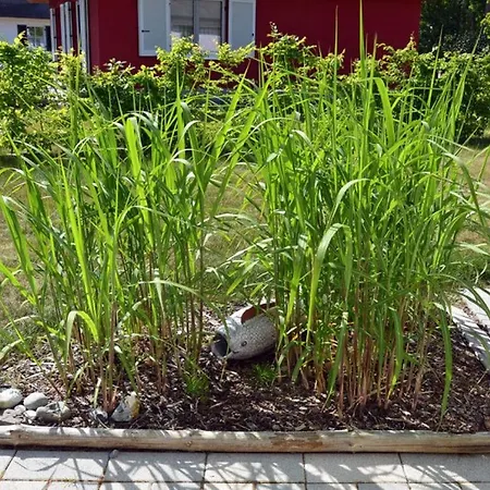 Nyaraló Seagrass Comfortable *